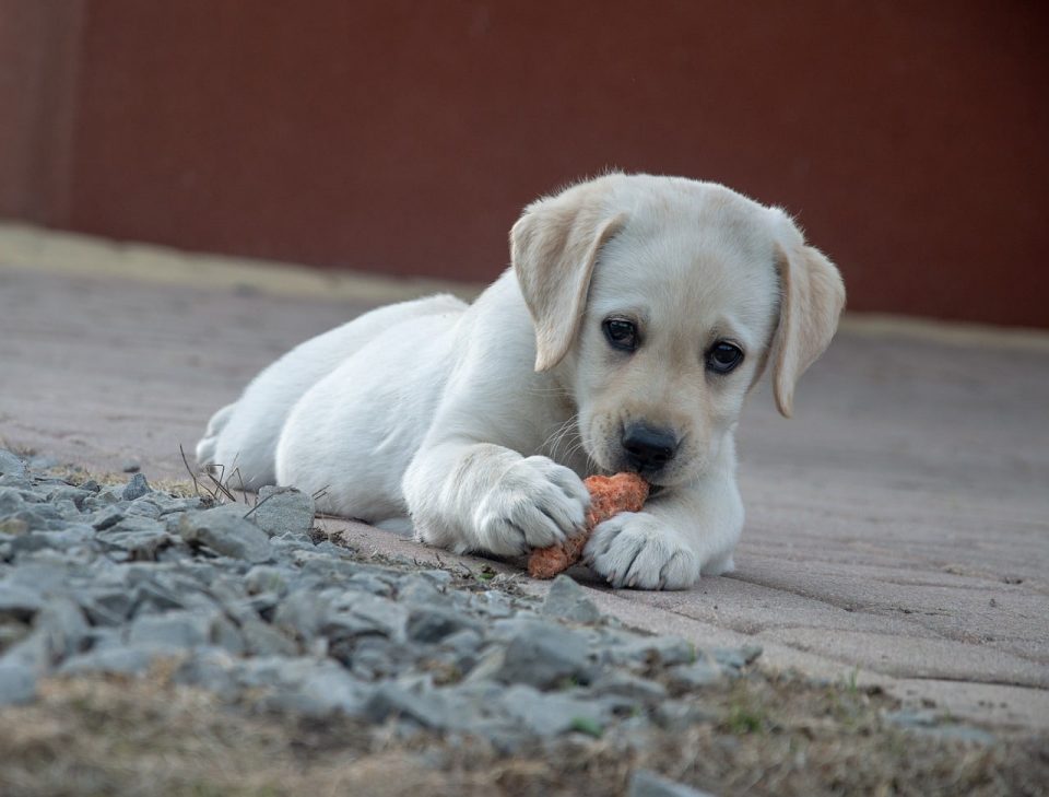 puppy eating carrot
