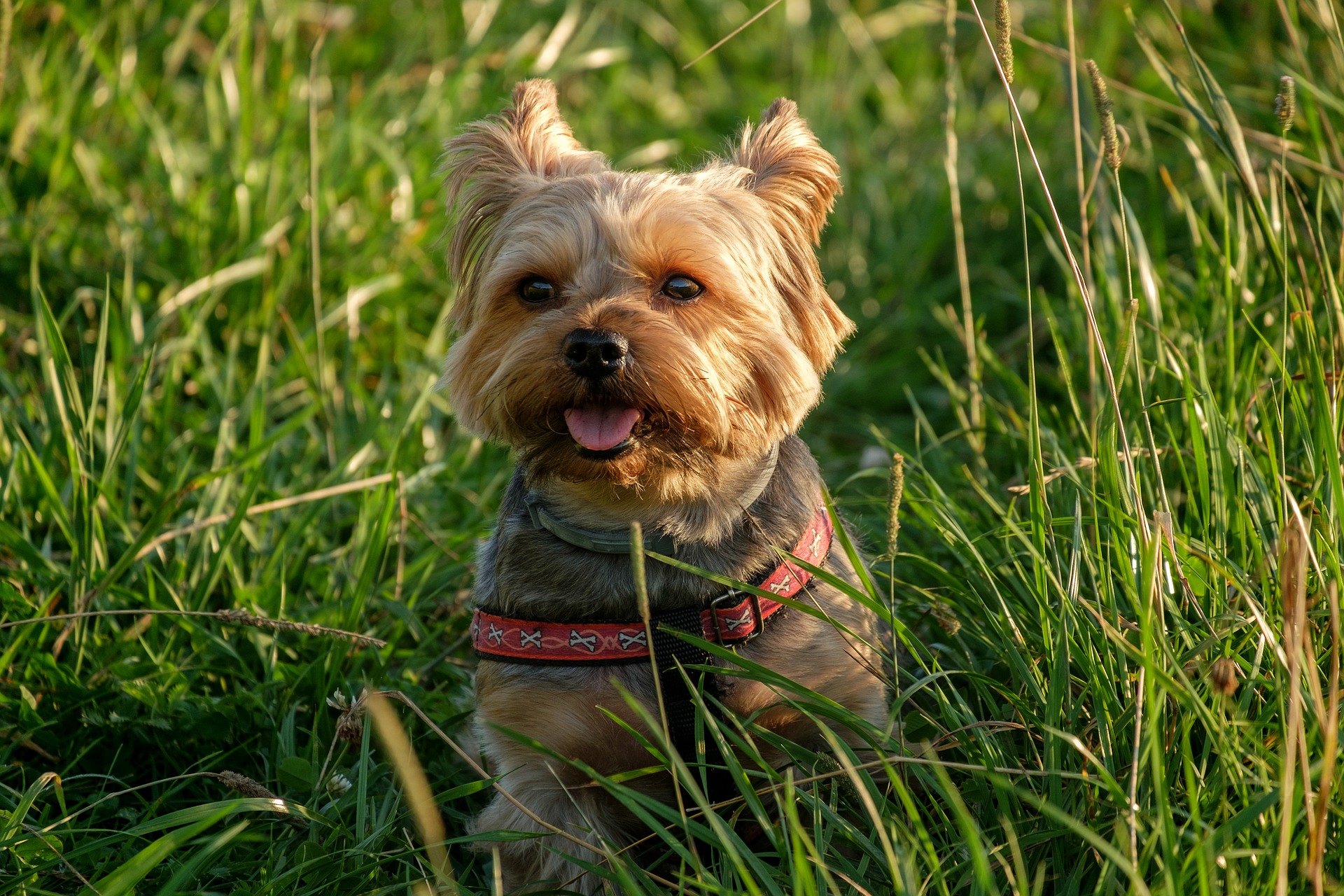 best wet dog food for yorkie puppies