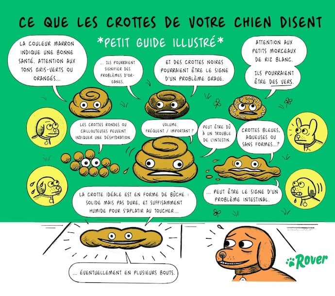 infographique crottes du chien