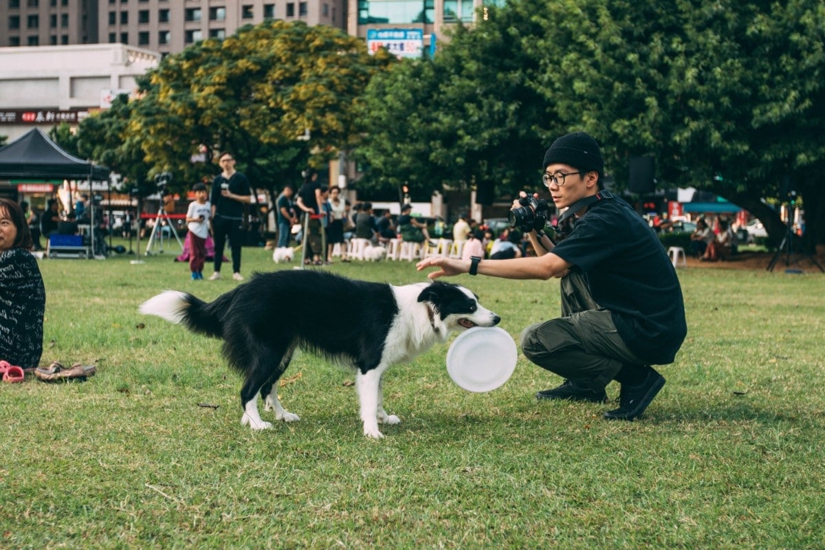 A person in black reaching for a black and white dog holding a white Frisbee.