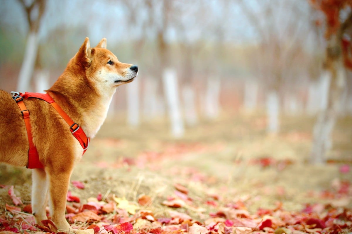 An Akita or Shiba Inu looking serene while standing in a field of falling leaves.