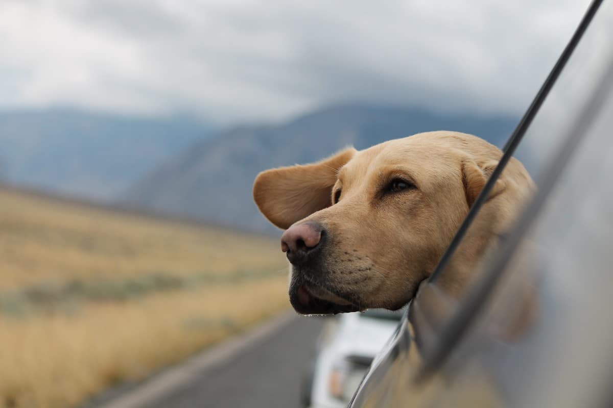 A golden Labrador looking out a car window.