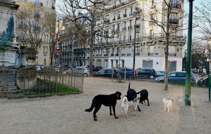 Les premiers chiens du parc canin de St-Georges tout excités par leur  espace de jeu