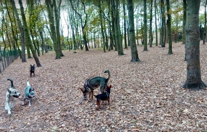 Les premiers chiens du parc canin de St-Georges tout excités par leur  espace de jeu