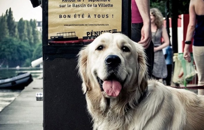 Chien en promenade à Paris