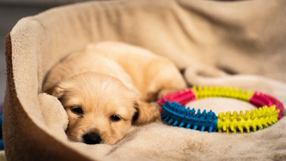 How to Get Your Puppy to Sleep Through the Night | Rover.com