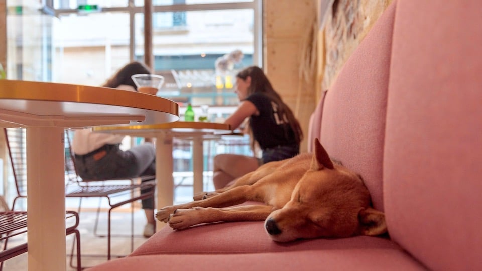 Les 10 Meilleurs Restaurants Dog Friendly De Paris Rover Com