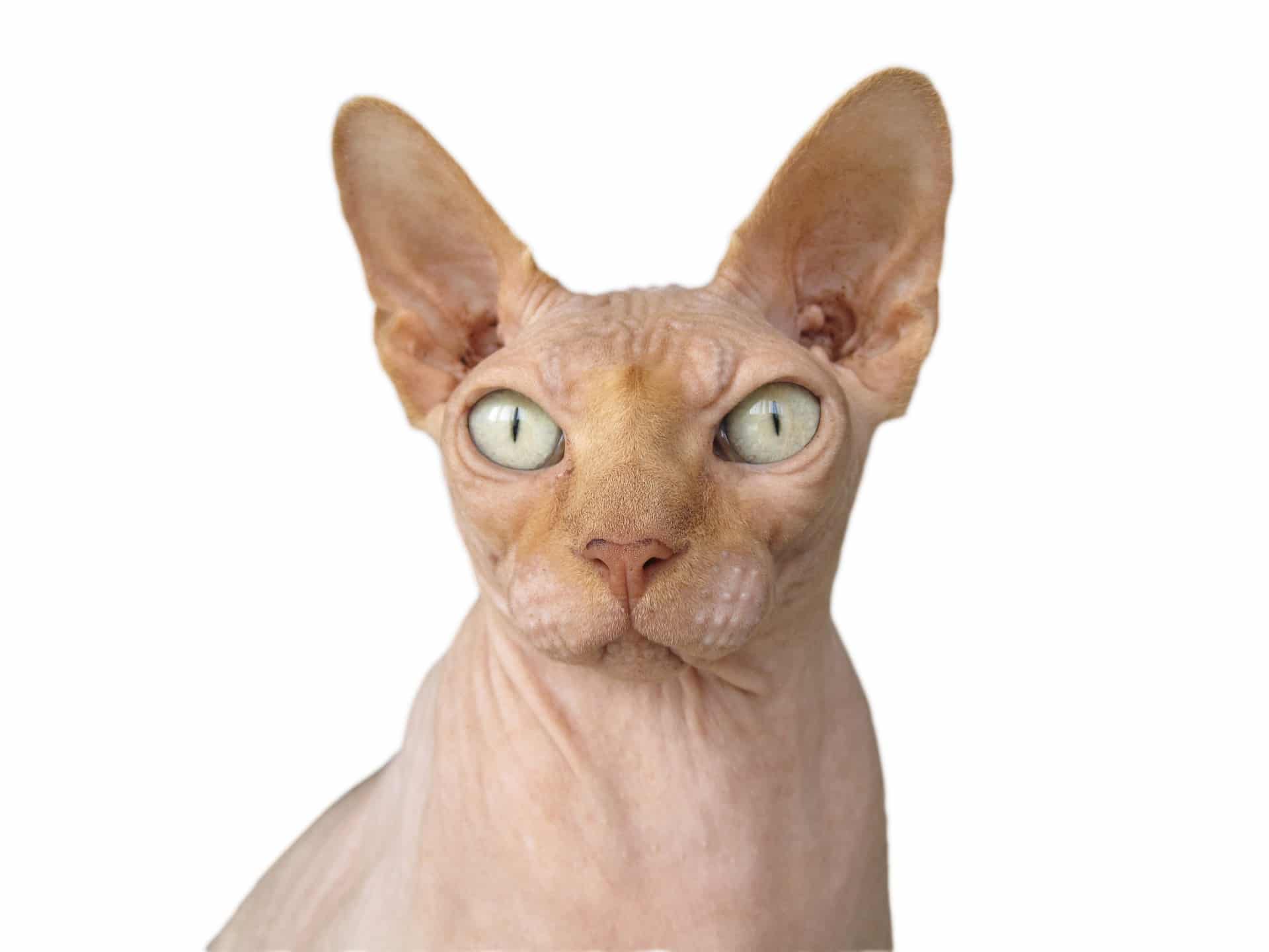 6 Hairless Cat Breeds You Need to Know About (Because They're Great)