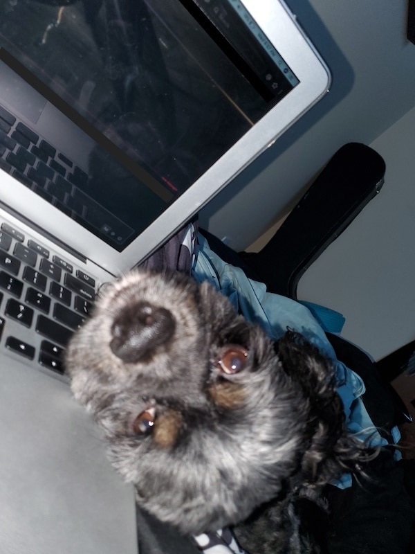 chien sur ordinateur