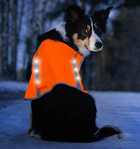illumiseen reflective orange dog vest on mixed breed