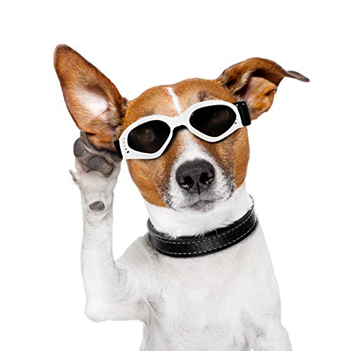 sunglasses for my dog