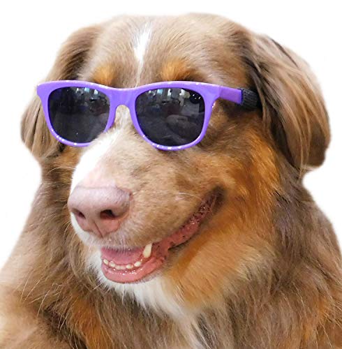 dog with cool sunglasses