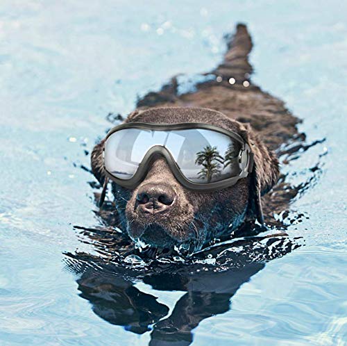 protective eyewear for dogs