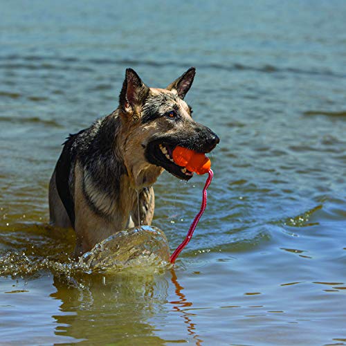 German Shepherd with Kong rope toy in water