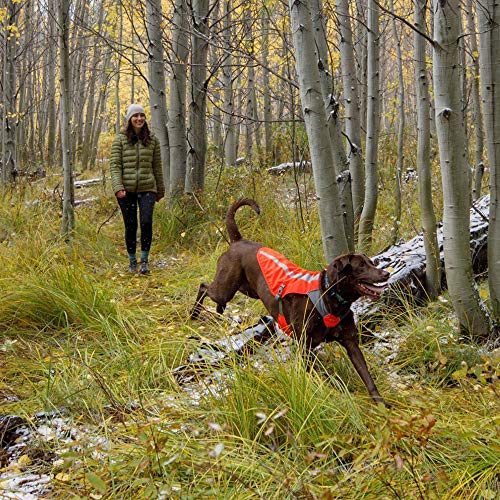 brown dog in forest wearing reflective ruffwear vest