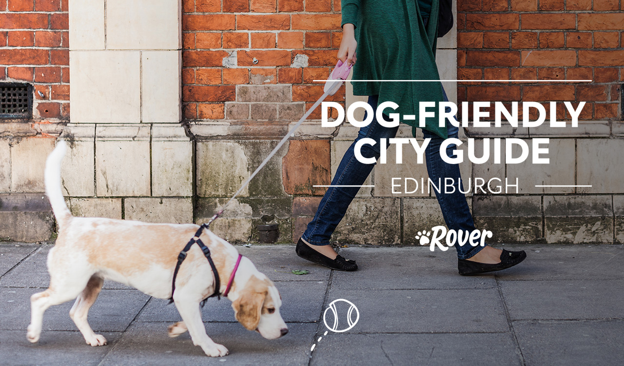 Your Guide to DogFriendly Edinburgh The Dog People by