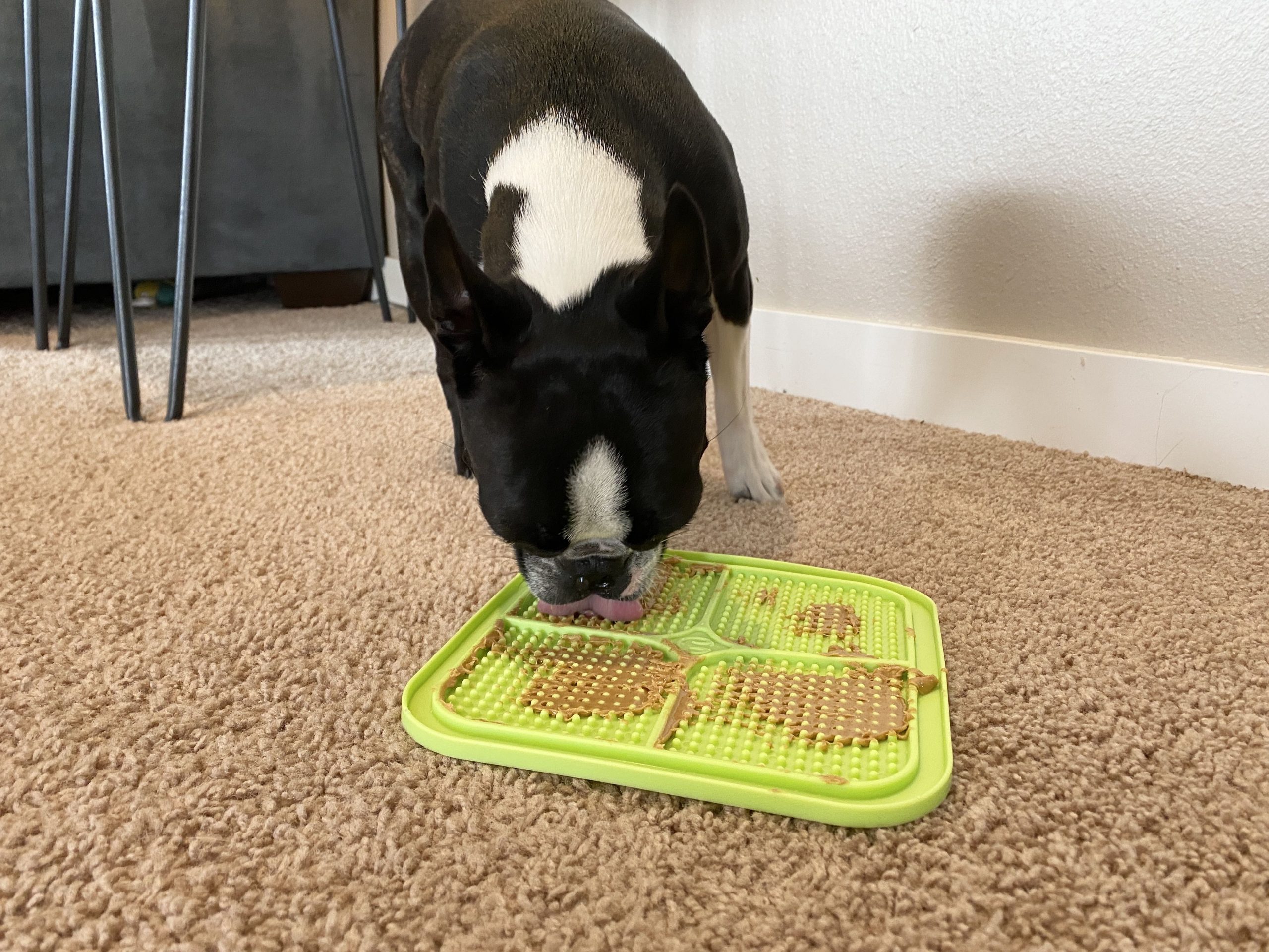 Boston Terrier with lick mat from Hyper Pet