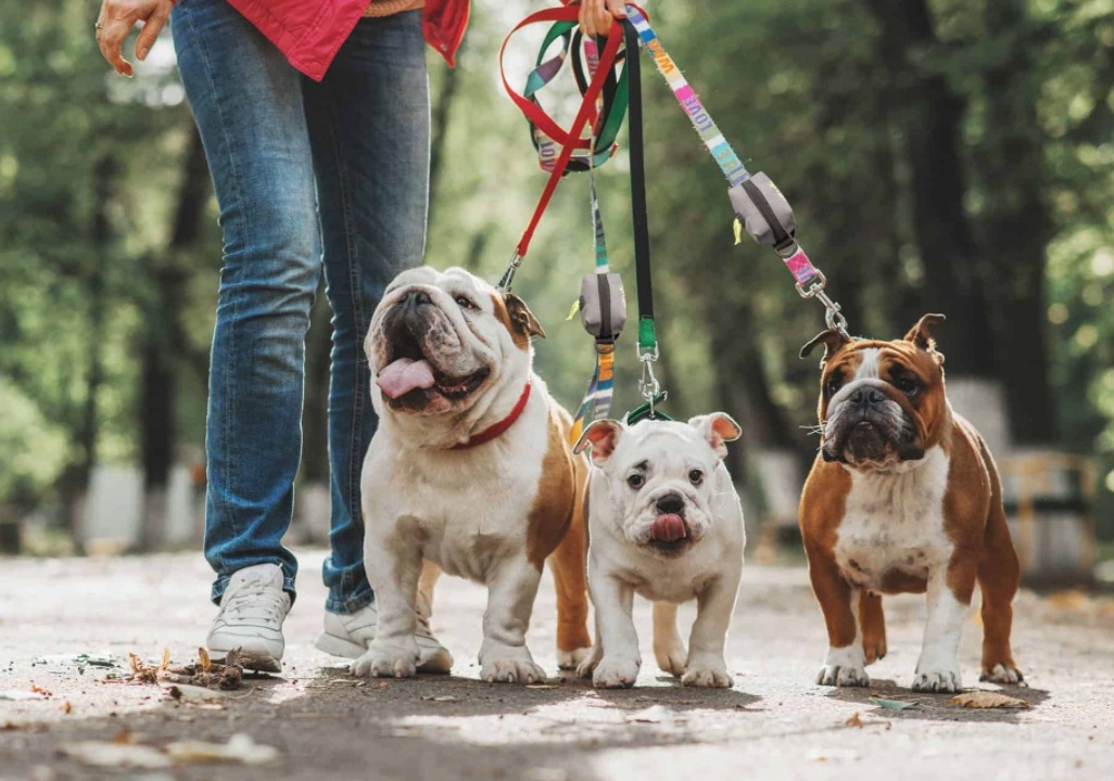 Poop Bag Holder for Leash Ladybug Poop Bag Holder Poop Bag Holder Waste Bag Dispenser Poop Bag Dispenser