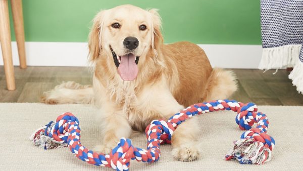 bully proof dog toys