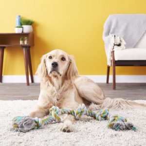 Mammoth Flossy Chews for dog dental hygiene