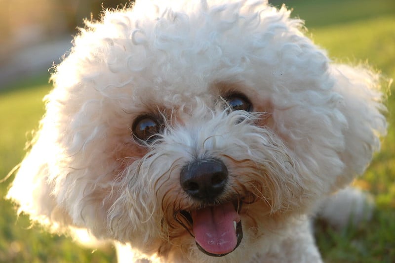 Bichon Frise Puppies All The Facts A New Owner Should Know The