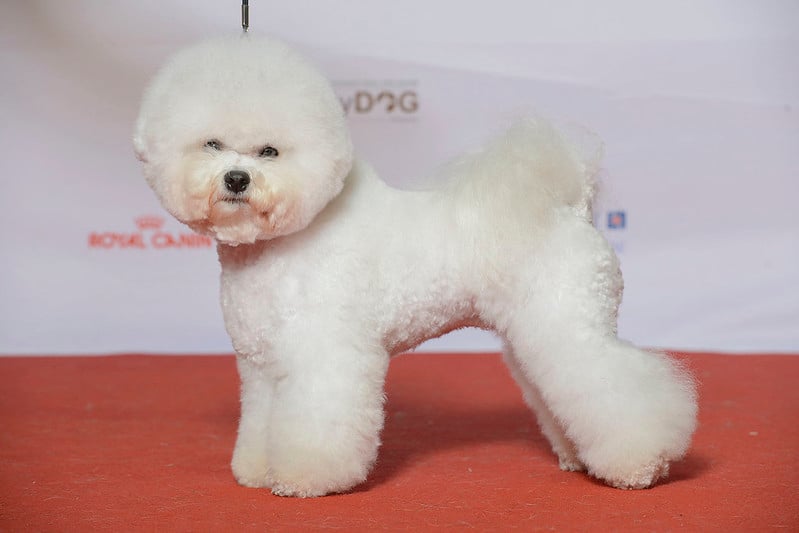 Bichon Frise Puppies All The Facts A New Owner Should Know The
