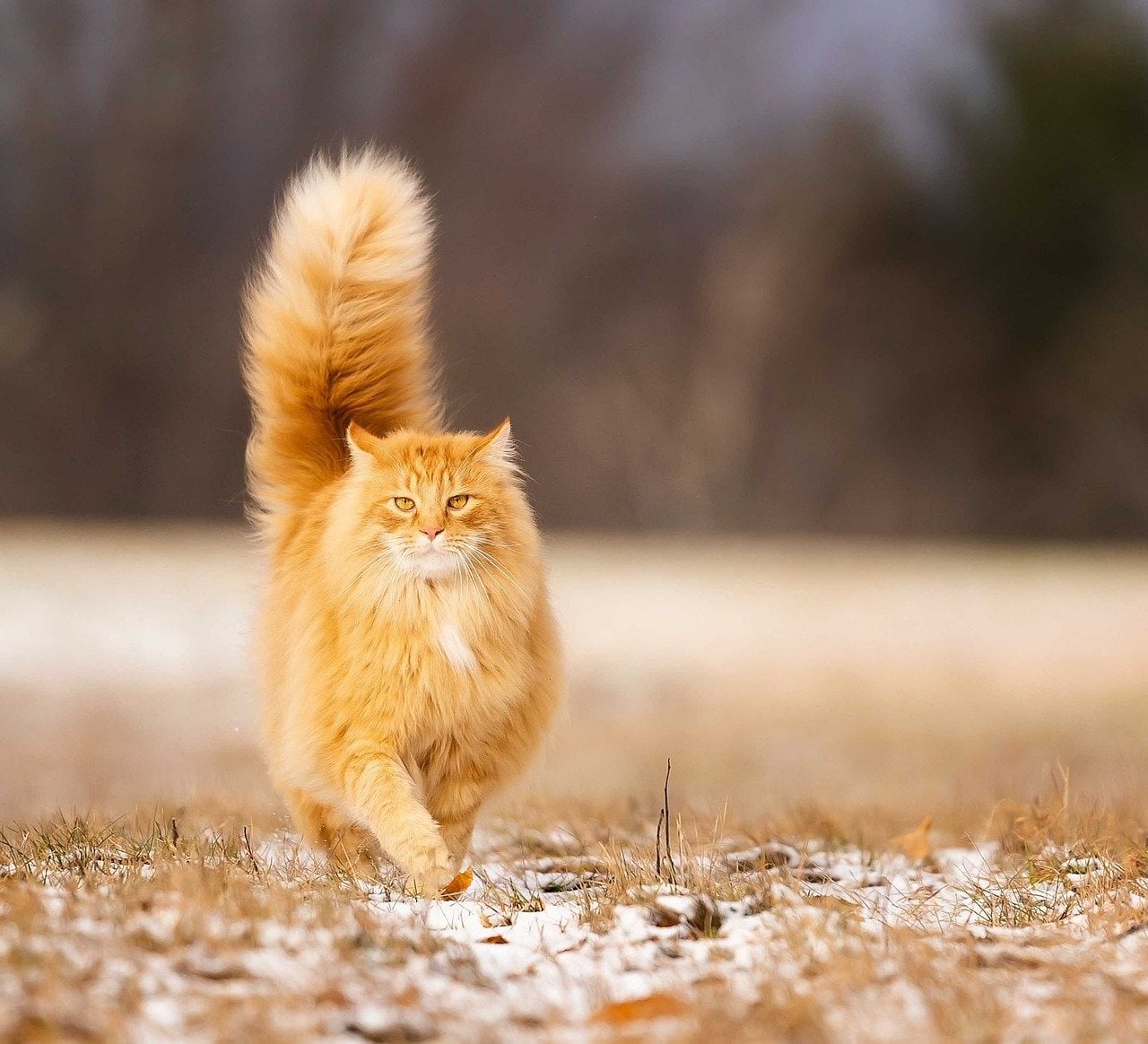 Cute Fluffy Orange Cat Cute Fluffy Orange Cat