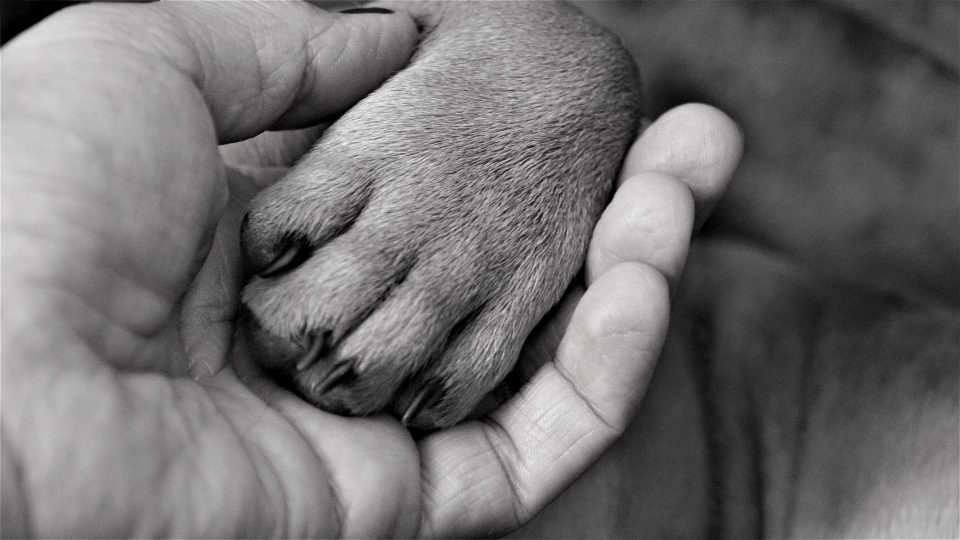 top paw eye wipes