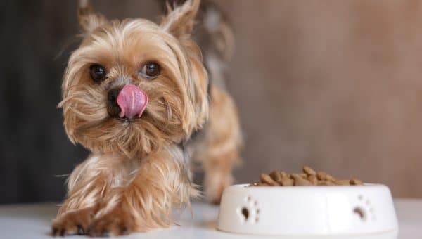 yorkshire terrier by a bowl of kibble