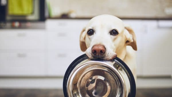 yellow lab holding a stainless steel bowl in her mouth
