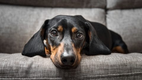 dachshund looking at the camera, slightly despondent