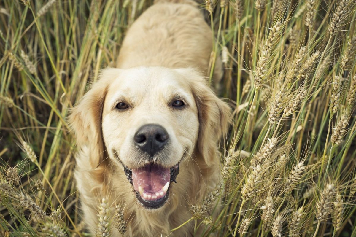 adding grain to dogs diet