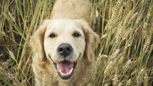 smiling Golden Retriever in a wheat field