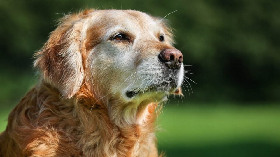 senior golden retriever with a white muzzle looking reflective at a park
