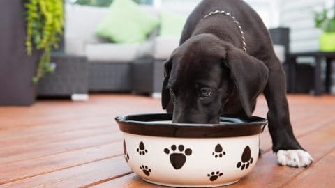 cute black great dane puppy eating from a bowl