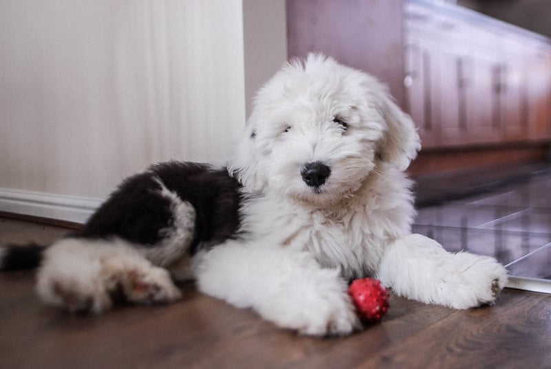sheep dogs puppies for sale