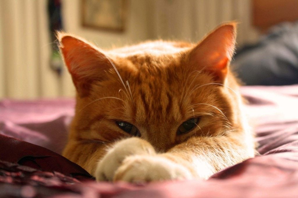 10 Orange Cat Breed Facts That Will Only Deepen Your Appreciation