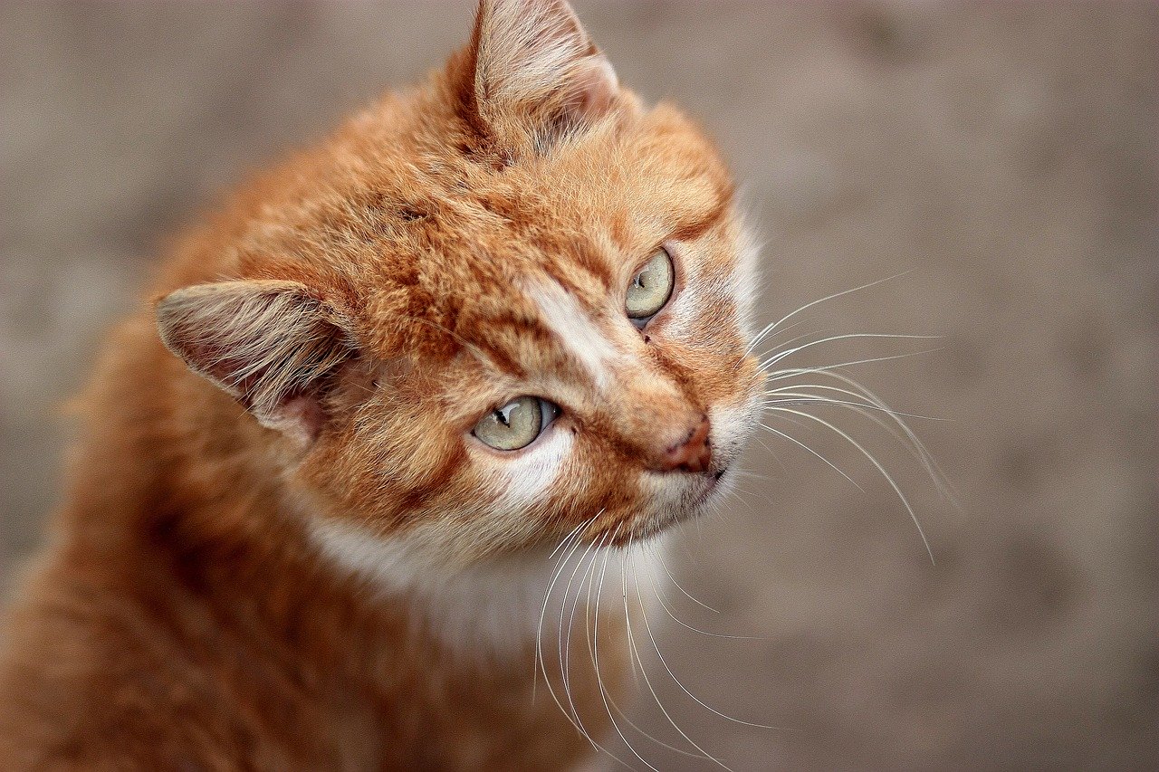 What Your Cat Is Really Trying To Tell You When It Moves Its Tail Cats And Meows Tabby Cat Orange Tabby Cats Tabby Kitten