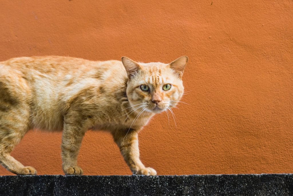 orange tom cat