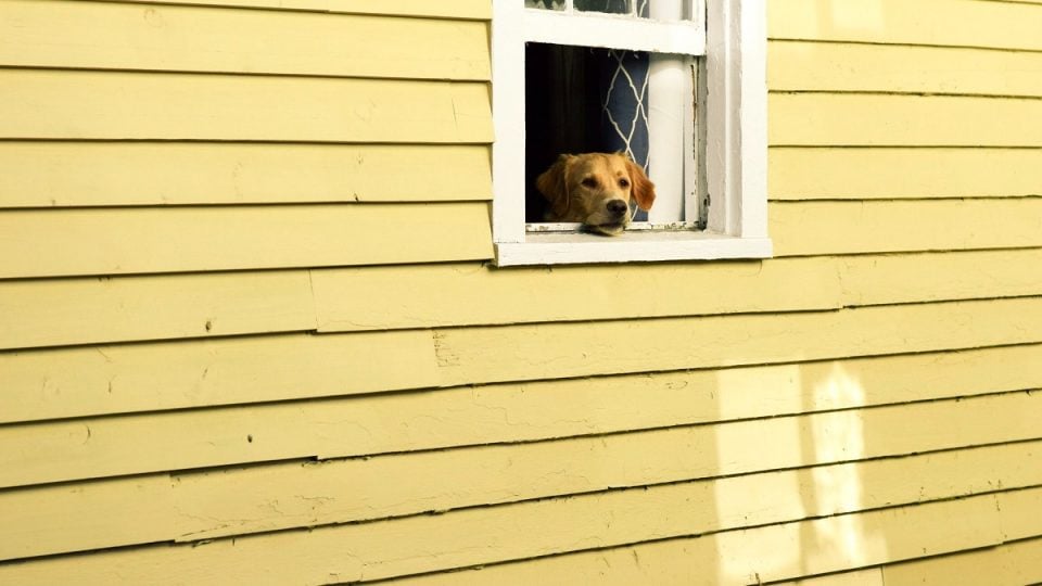 A dog staring out of a window of a yellow house.