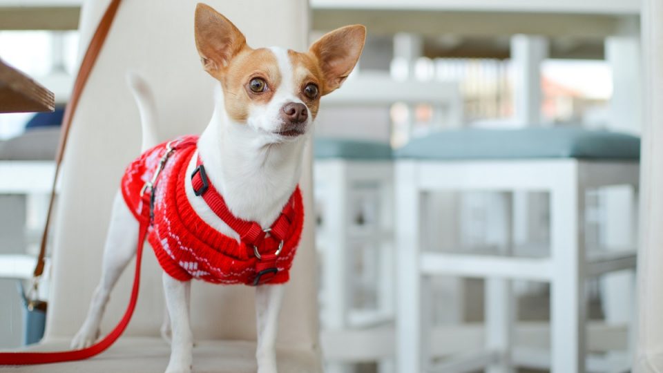 A small dog wearing a red sweater and a red harness.