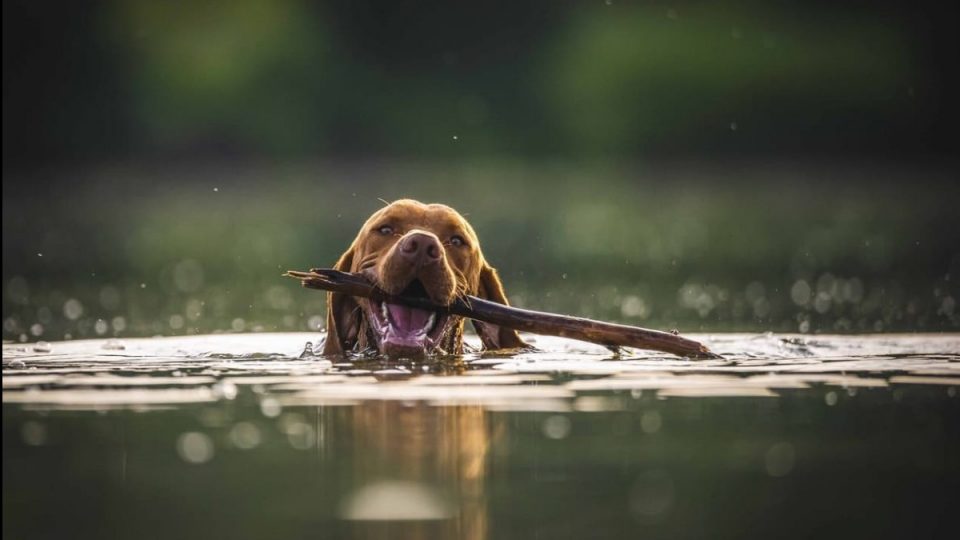 dog swimming with stick