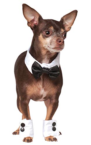 dog wearing bow tie around neck and tuxedo cuffs on front paws
