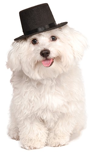 dog wearing black top hat