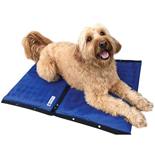 dog on blue cooling pad