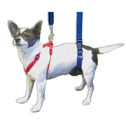 dog wearing sling harness