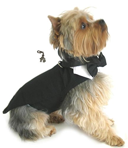 dog wearing tuxedo harness suit wedding outfit plus attachable charm