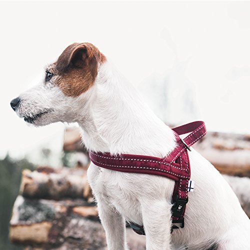 brown and white dog wearing red Hurtta harness