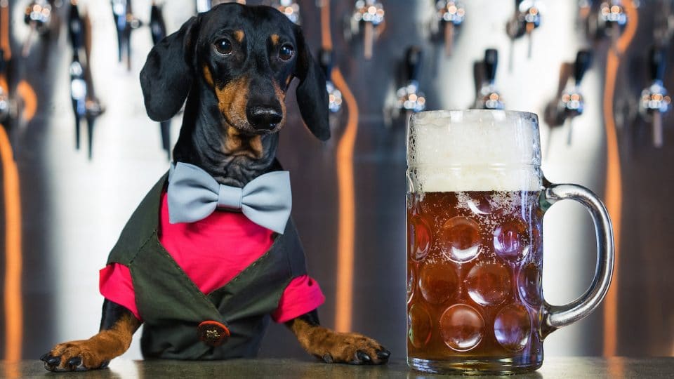 Doxie dressed in bow tie at bar