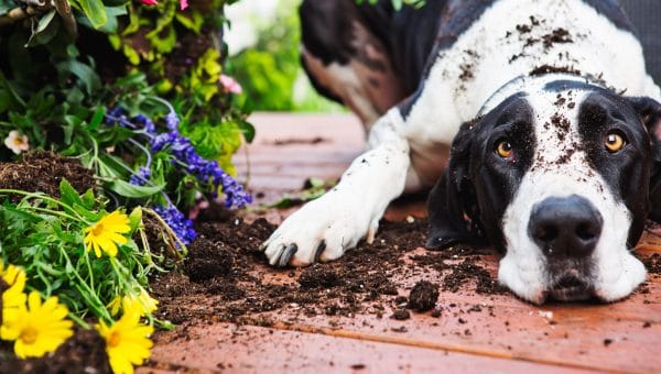 Dalmatian digging in potted plants